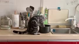 Pet cat 'helps' owner make rice for lunch in China