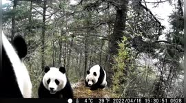 Male pandas captured fighting over female in southern China