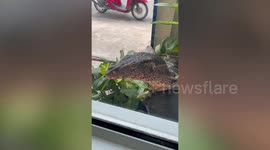 Godzilla-like monitor lizard appears at woman's window asking for food