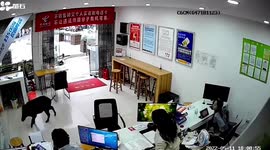 Wild boar rampages into China Telecom retail store