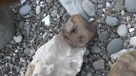 Fossil hunter finds rock he claims looks like 'humanoid skull'