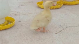 Vietnamese farmer discovers one of his ducklings has grown 3 legs