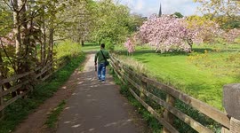 Harrogate Stray area in bloom May 2022