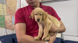 Adorable puppy rescued by police poses for amusing mugshot charged with 'getting lost'