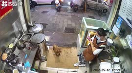 Dog brings garlic into shop to trade for beef livers
