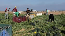 Palestinian farmers collect watermelon during a harvest season in Khan Younis