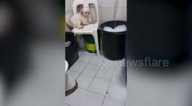 Pet Shih Tzu puppy jumps with excitement while being taken for bubble bath