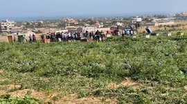 The opening of the watermelon season in the Gaza Strip.