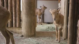 What Is an Eland and Why Are They So Important?