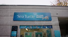 This Green Sea Turtle Named Harbor Is Adorable and Is Getting a Second Chance