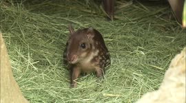 Paisley The Paca Piglet Explores Her New Exhibit