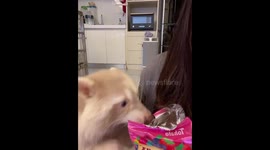 Greedy pet raccoon grabs crisps out of owner's packet