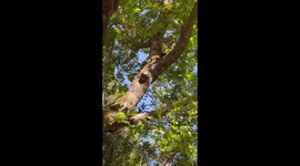 Cute squirrel in a close look on a tree