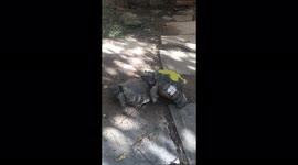 Male turtle trying to seduce a female turtle but there is a plot twist !