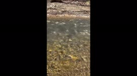 Boiling hot weather 40degrees and a cute dog sits in the river