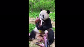 Giant panda eats bamboo with great pleasure