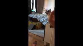 'Cat and hooman play with their new bird toy *ADORABLE*'