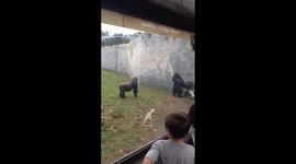 Hilarious footage shows overexcited gorilla scaring children at zoo