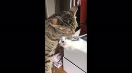 'Caring kitty gives his brother a bedtime bath *Adorable*
'