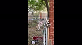 Momma raccoon comes to the rescue of her energetic baby