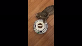 'Funny cat enjoys a 'lazy playtime' '