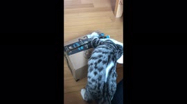 'Naughty cat wants to ship his brother off to another family'