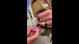 'Anxious baby raccoon swiftly sucks on a pacifier after getting rescued '