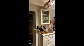 Australian woman has cats as her 'trained bodyguards' to protect the house against spiders