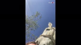'Kindhearted lady receives cuddles while spending time with healing horse '