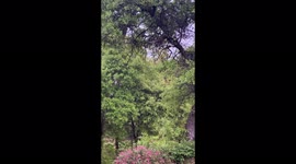 Rain falling in May with a large green tree and beautiful spring flowers