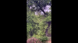 Heavy day time spring rain storm that tapers off into lighter rain sounds with beautiful tree and pink roses in the background.
