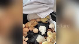 Chinese woman transforms rice cooker into incubator to hatch chicken eggs