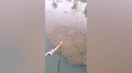 Mother with the help of children rescues kitten trapped in lake in China