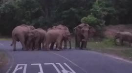Wild elephants block road while waiting for baby jumbo to cross in Thailand