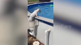 Clever pet dog paddles through plastic filter to climb out of swimming pool