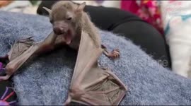 Watch this tiny bat pup yawn before falling asleep on volunteer's lap