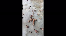 Hundreds of snails crawl into woman's yard after heavy rain in Hanoi