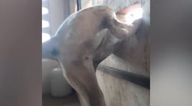 'Contortionist' pet dog fits itself through tiny hole to sneak out of house