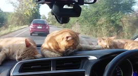 Six pet cats lounge together on moving car's dashboard