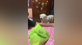 Friendly dog greets visitors with a very toothy smile