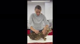 Bengal cat wanted a hug with an expert at a cat show