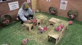 Prairie Dogs Having Fun and Food at Pet Expo Show in Bangkok