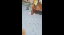 Vietnamese woman and her son attempt to clear thousands of insects swarming their home