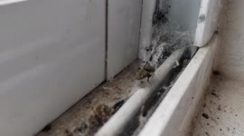 Fly gets entangled / trapped in a spider web and tries to fly away