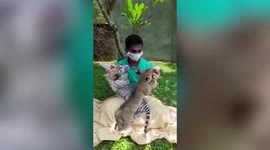 Zookeeper turns foster mother for tiger and lion cubs in eastern India