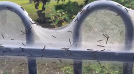1000s of Caterpillars turn park into horror scene in West Yorkshire