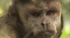 Meet the leaders of the capuchin monkey troop