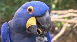 Meet Sammy, one of the world's largest parrots