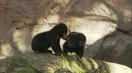 Find out what makes sun bear cubs so special