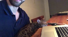 Bengal Cat Ella Snores gracefully on her owners lap while he works
